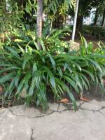 Plants