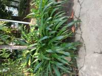 Plants
