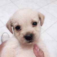 Doggie, cutie, baby, white, puppy, love