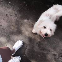 Doggie, cute, white, shoes, pet, puppy, happy, love
