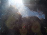 cebu, island, hopping, pumpboat, blue, sun, sea, fun, friends