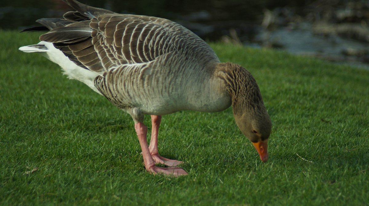 duck