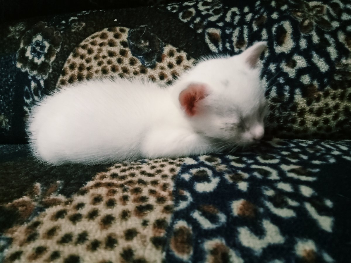 Photo uploaded by camil370, 68