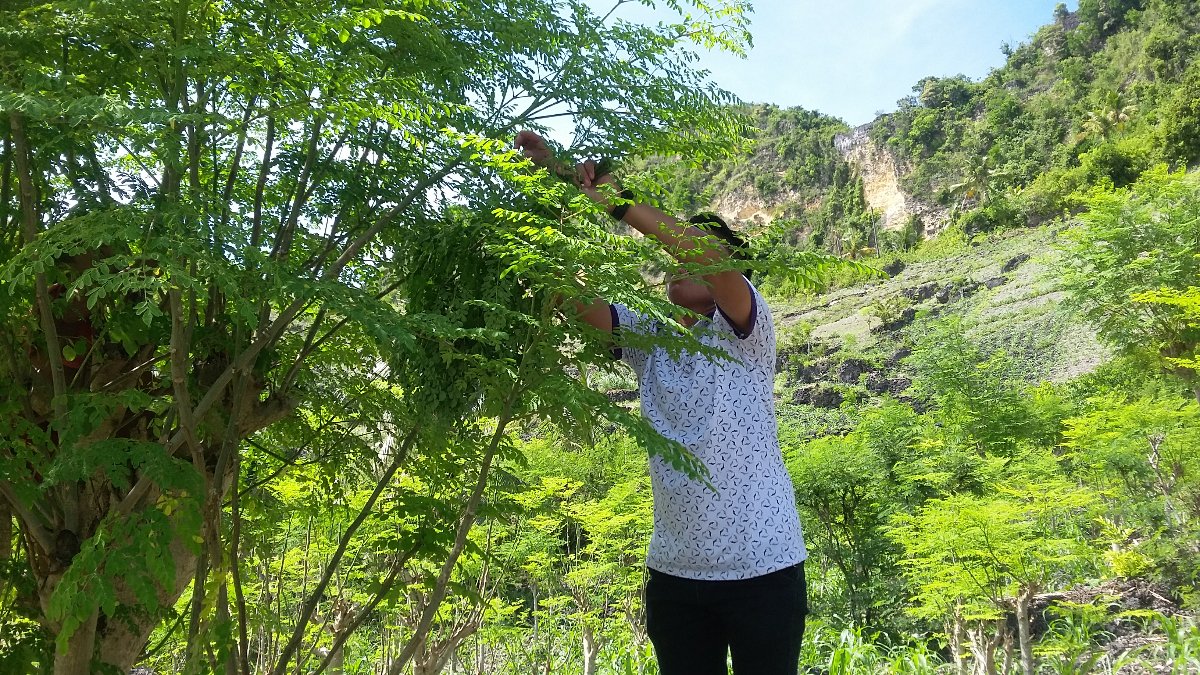 Picking Malunggay at Sibonga
