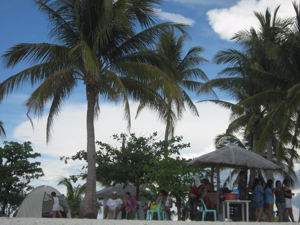 coconut, trees, love, nature