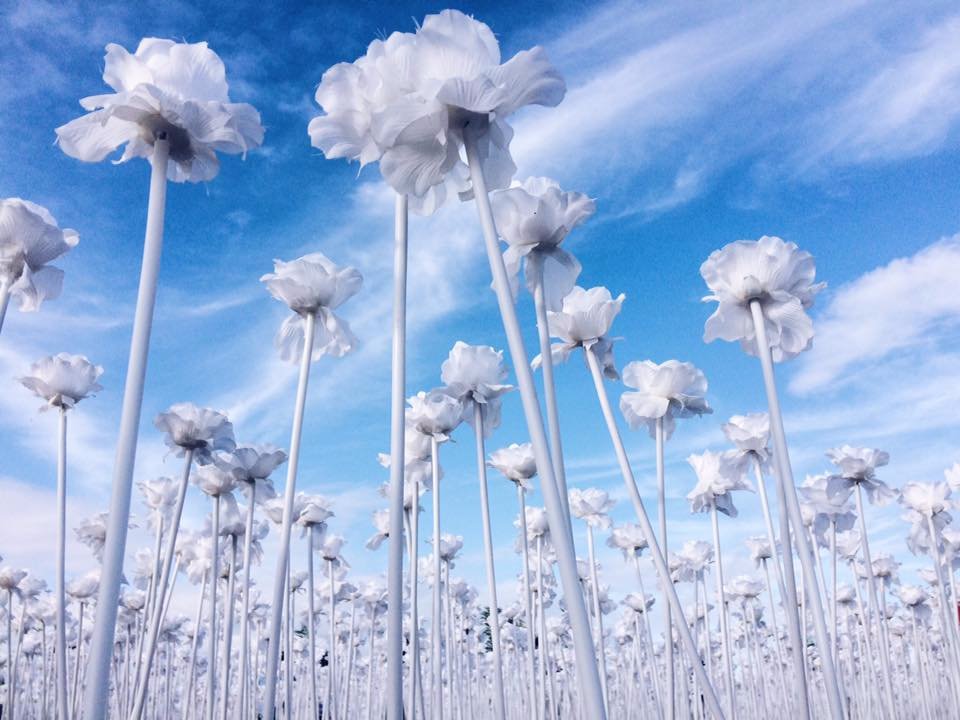 tenthousand, roses, white, nice, view