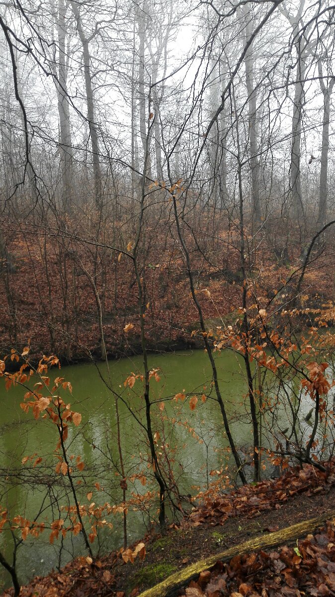 Im always astonished by a forest It makes me realise that the fantasy of nature is much larger than my own fantasy I still have things to learn