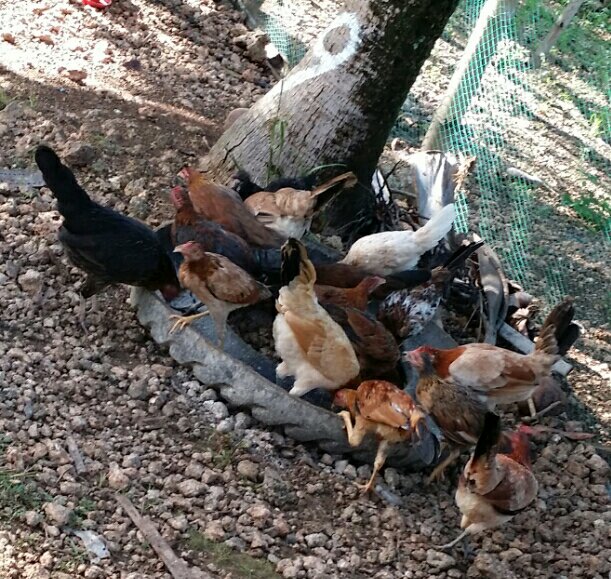 feeding time