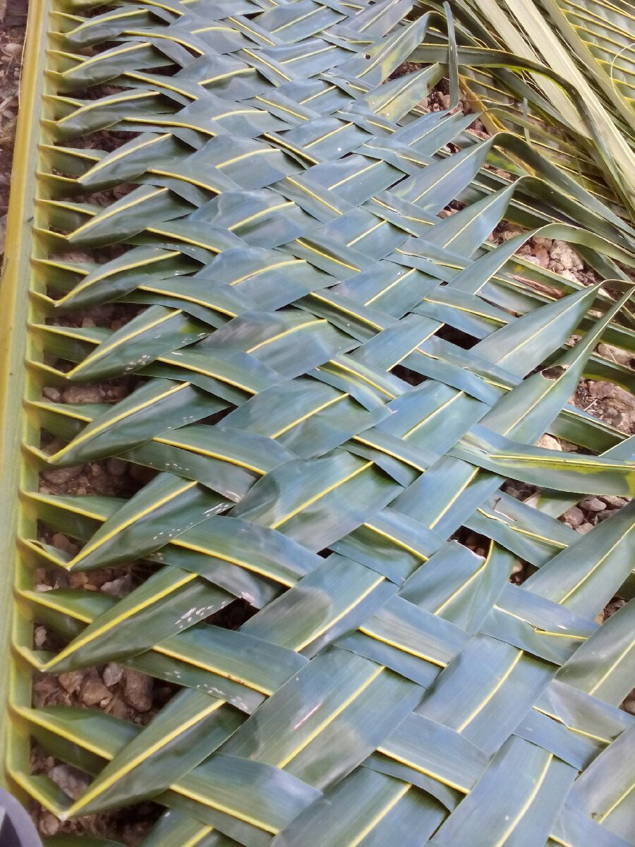 weaving coconut fronds