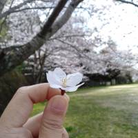Cherry Blossom in Hiroshima Park