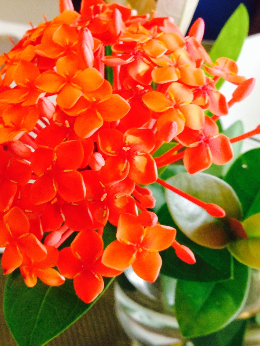 Santan, red, is, love, nature