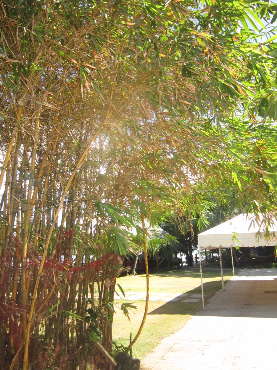 bamboo