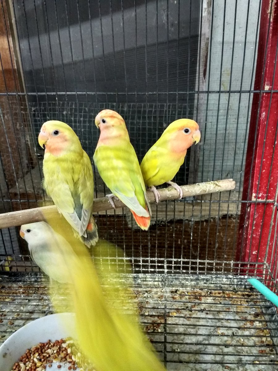 birds
