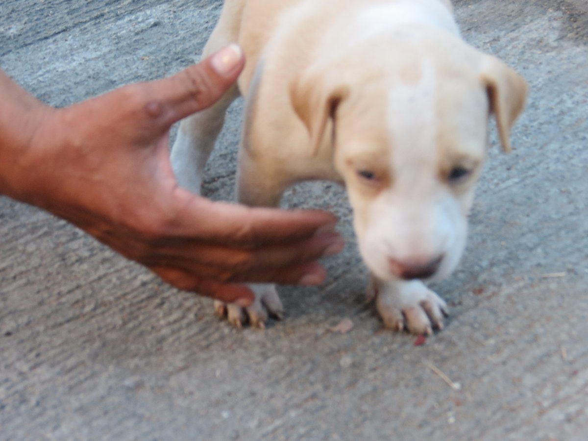 bully