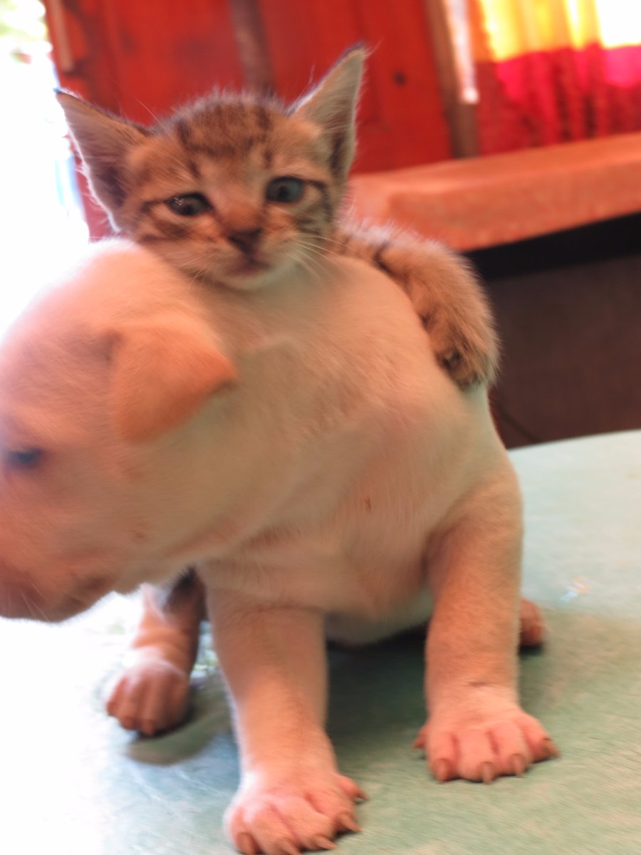 cat, dog