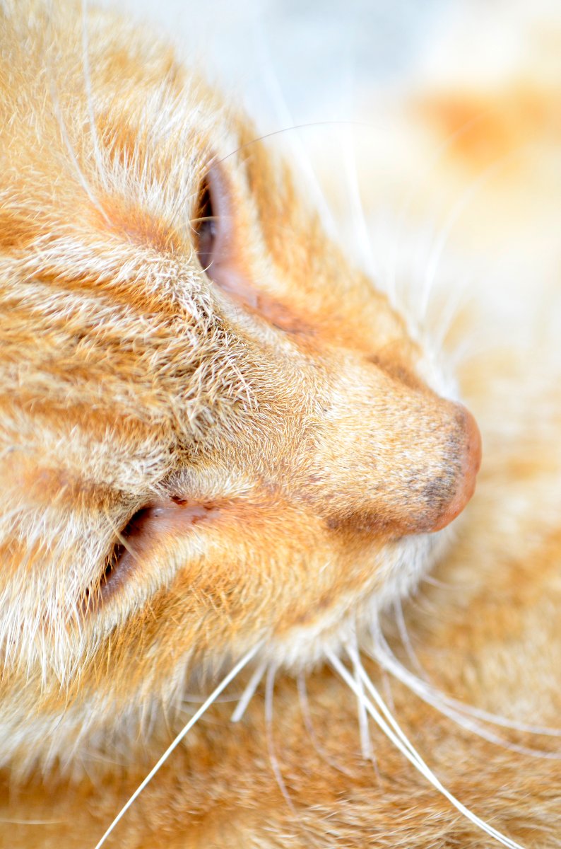 cat