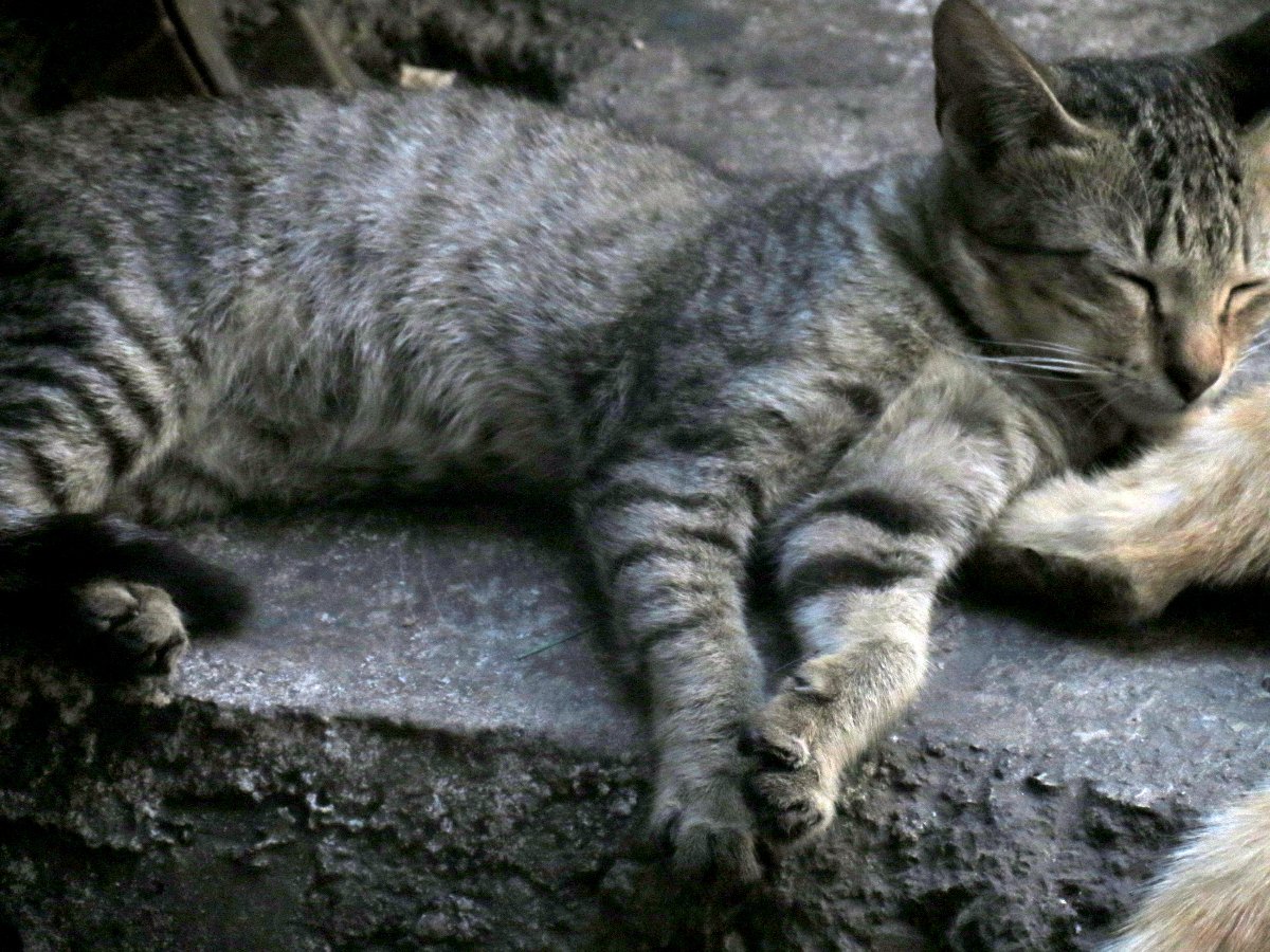 cat