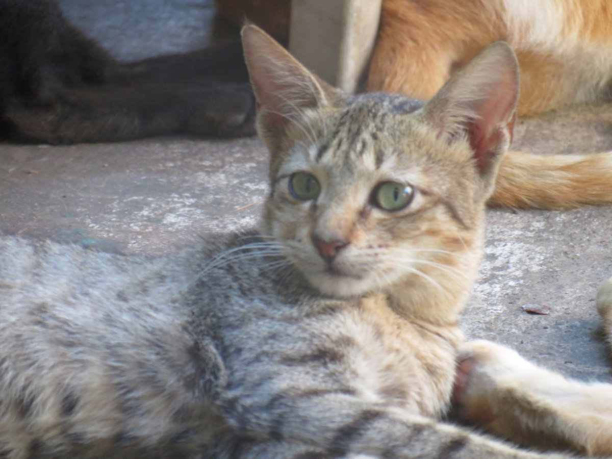 cat