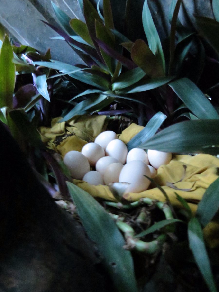 chicken eggs