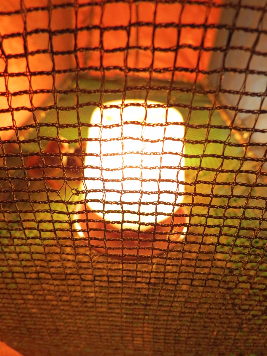 chicken light