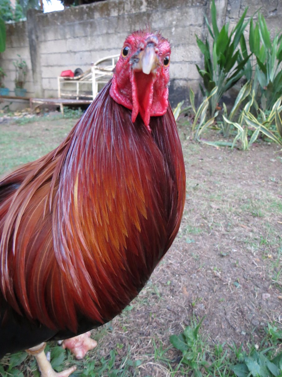 chicken