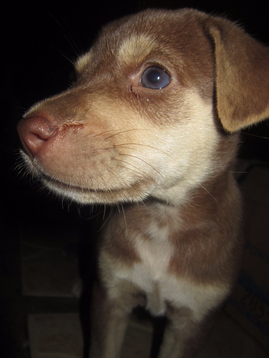 dog