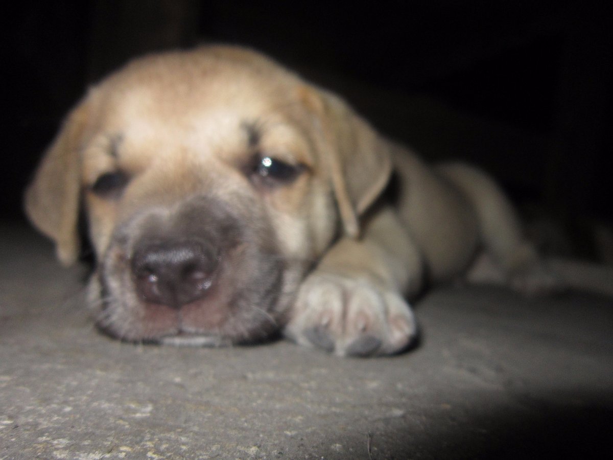 dog