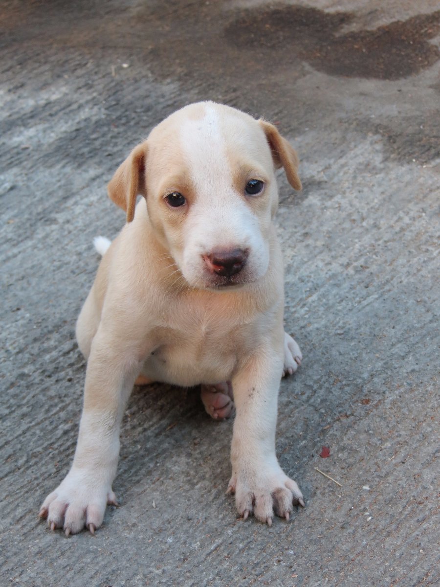 dog
