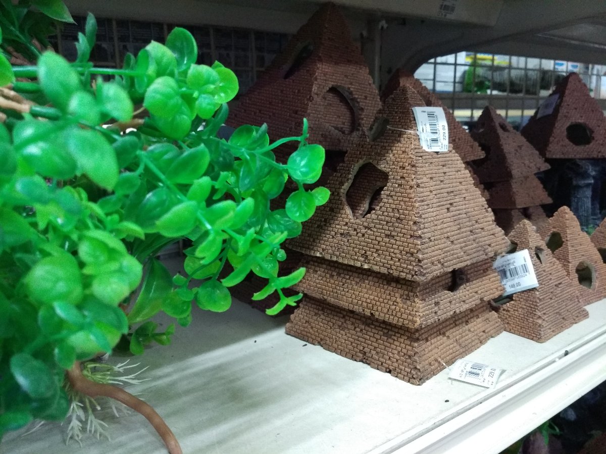 little bird housees