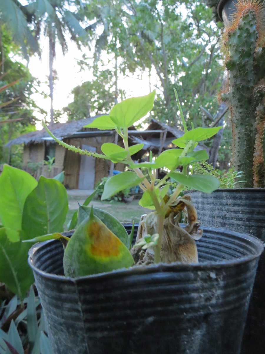 plant