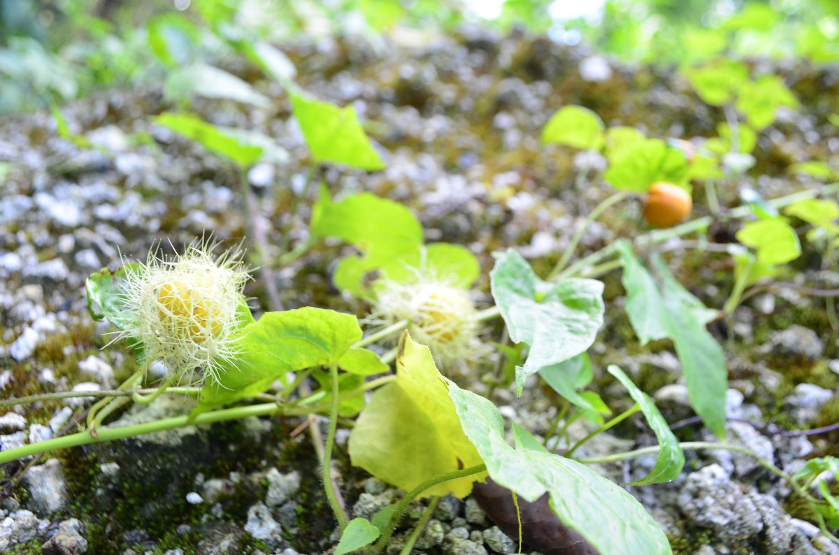 plants