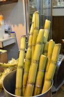 bamboo