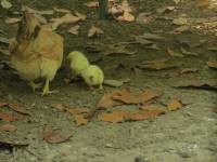 chicken