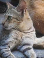 cat, dog