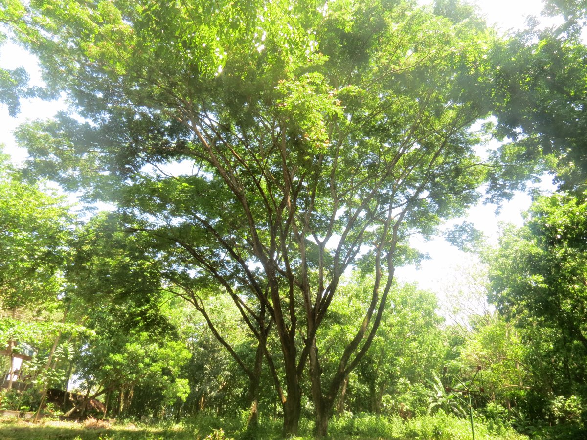 tree