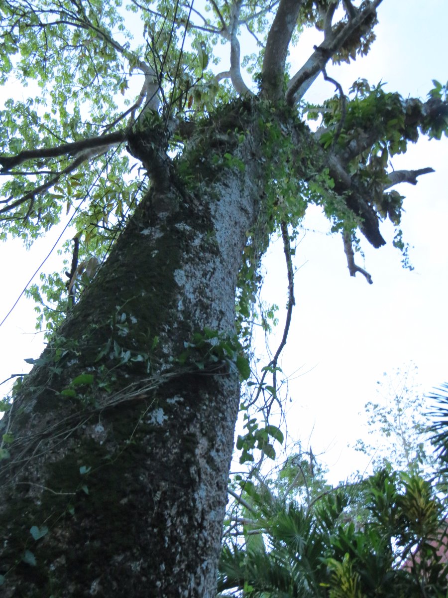 tree