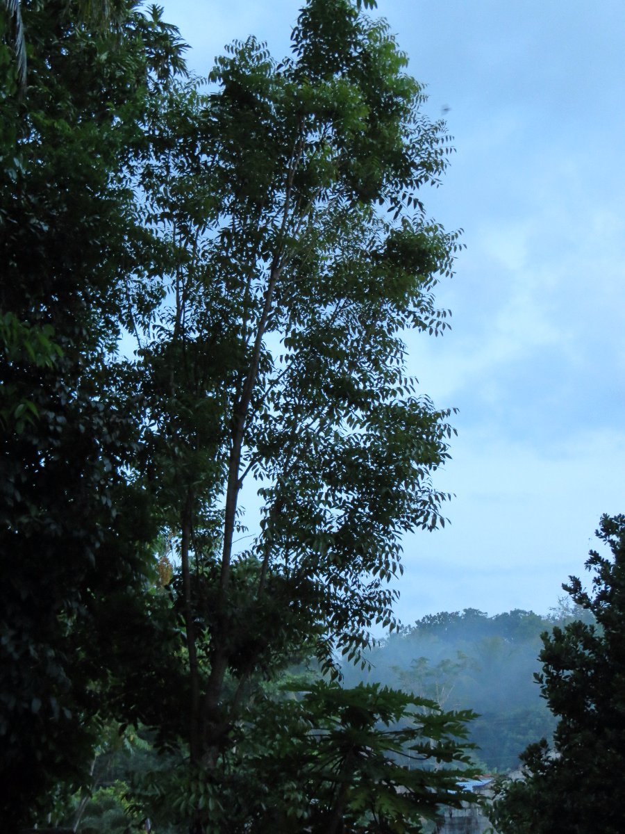 trees