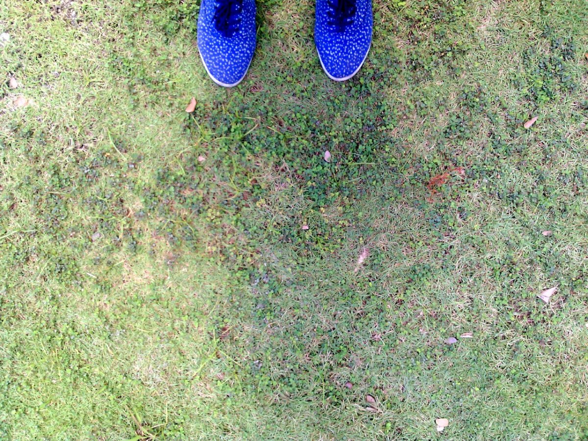 Green, grass, blue, shoes