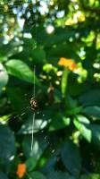 Making a home, spider, insect, web