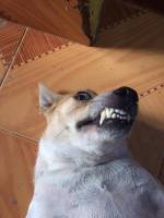 dogo