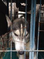 husky dogo