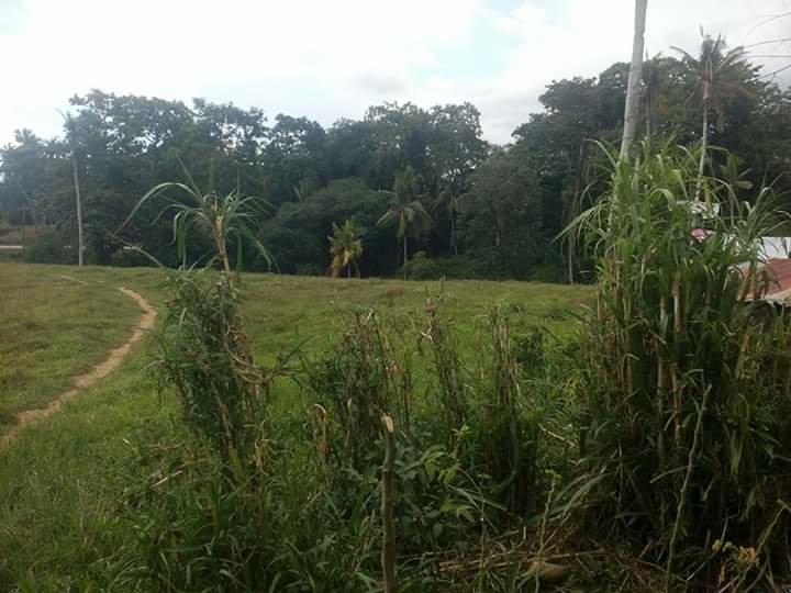 grass