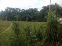 grass