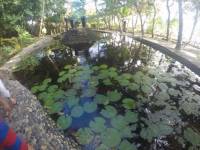 waterlily, pond, nature