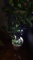 plant, lights