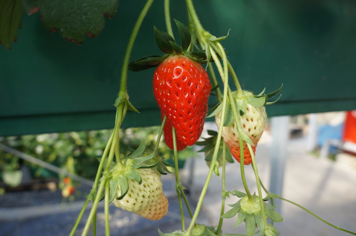 Craving, strawberry please. Matsuka Strawberry