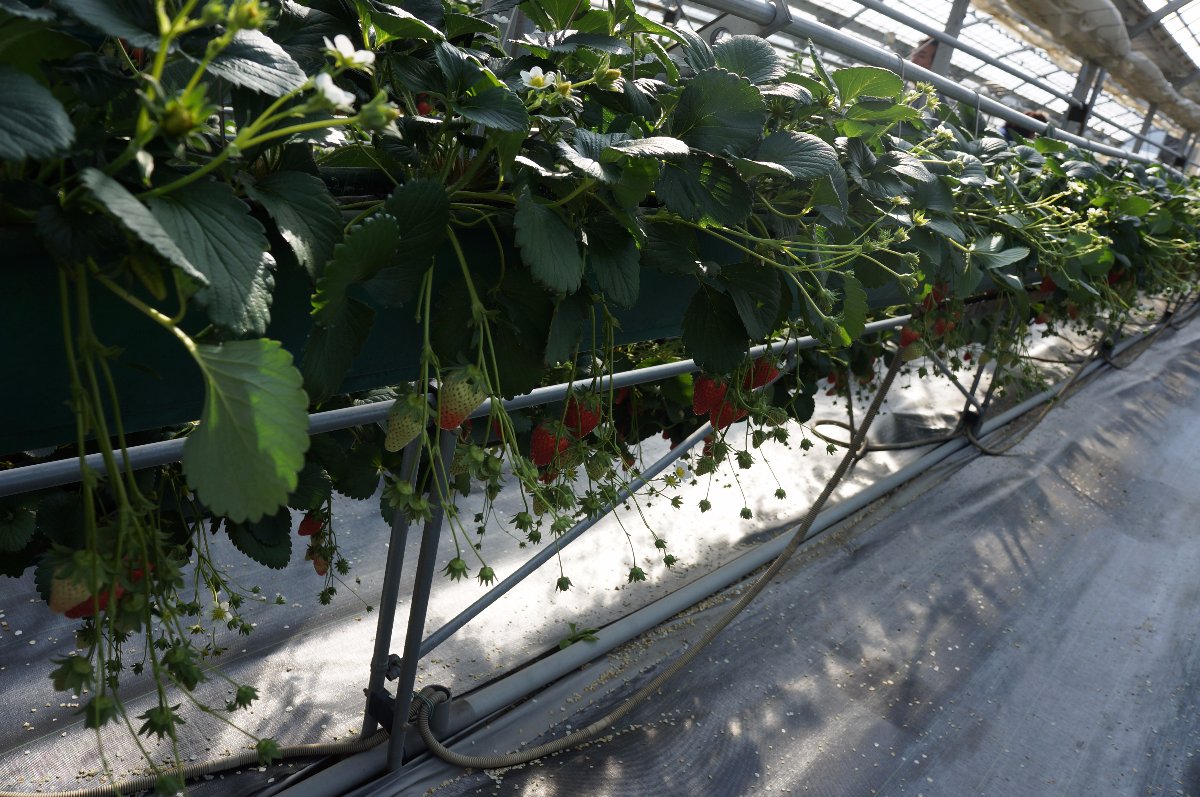 Hanging Strawberries. Yummy Matsuka Strawberry. My brother Journey in Japan. 