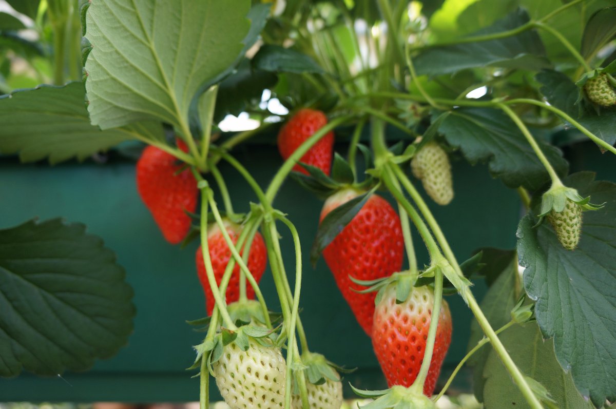 Hanging Strawberries. Yummy Matsuka Strawberry. My brother Journey in Japan