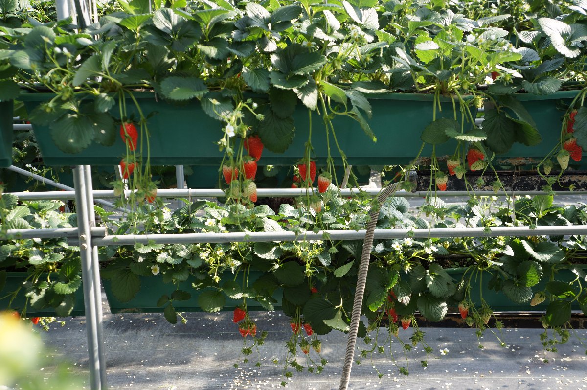 Hanging Strawberries. Yummy Matsuka Strawberry. My brother Journey in Japan