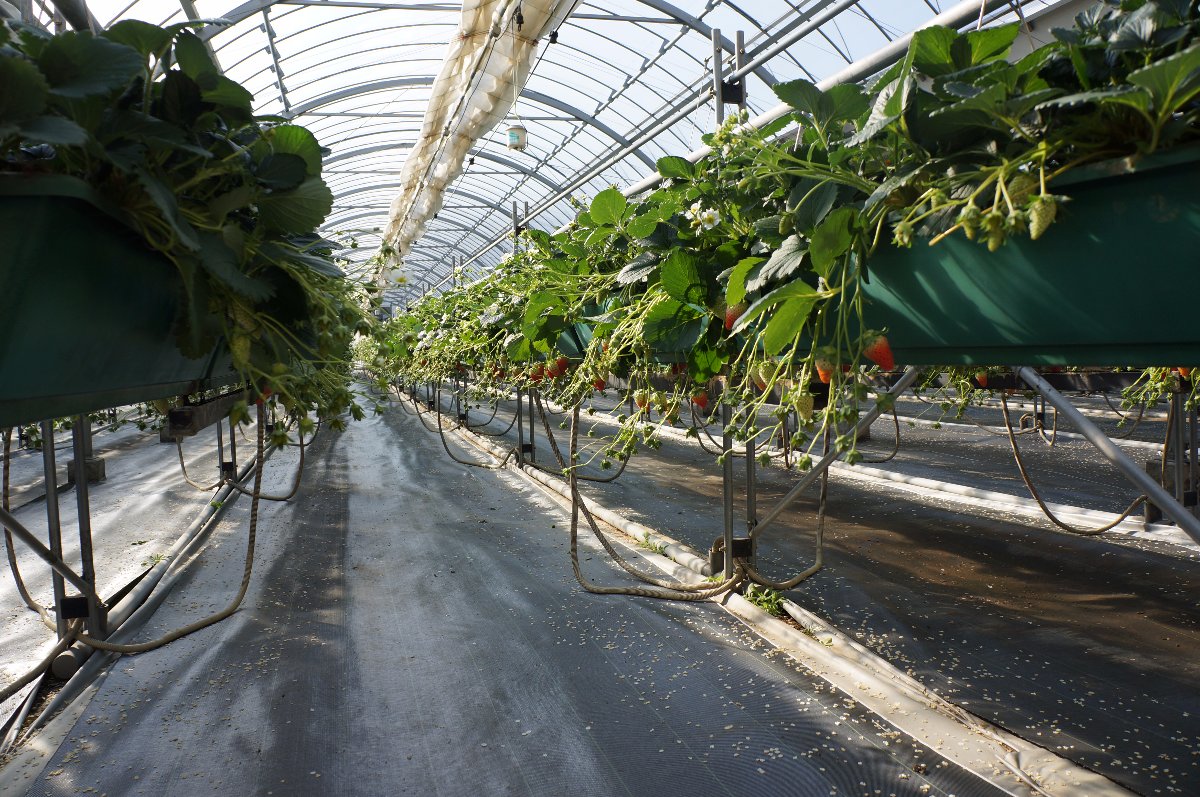 Strawberry Farm House. Sweet strawberries to everyone. Matsuka Strawberry